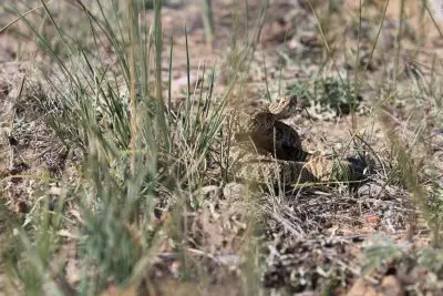 A coiled up tan snake with black patterns.