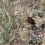 Rattlesnakes Versus Livestock