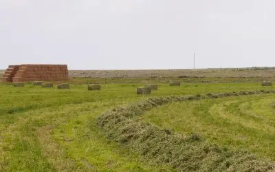 square bales of hay in a freshly cut field with older bales neatly stacked on the edge of the field