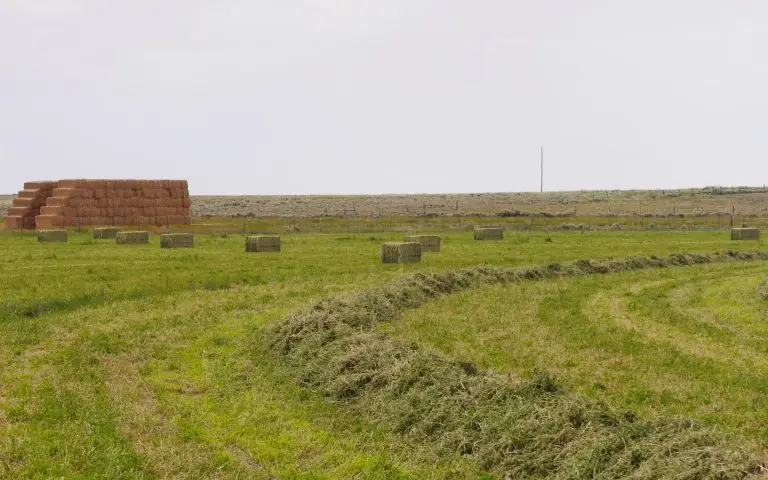 square bales of hay in a freshly cut field with older bales neatly stacked on the edge of the field