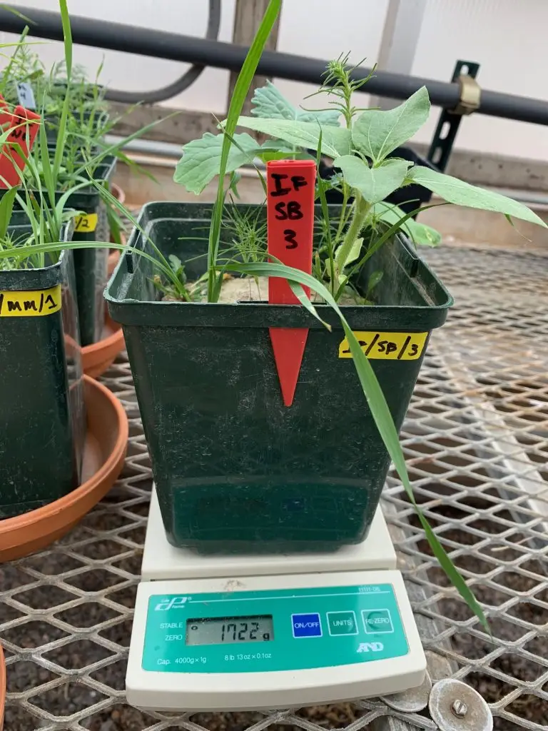 small green plants in a green plastic planter with handwritten labels on yellow tab and a red plastic tab. The pot is sitting on a scale, which reads 1722 grams.