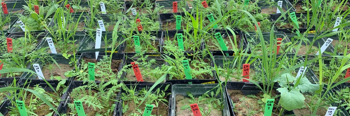 leafy green plants in square plastic pots, some black and some green, each with a white, red, or green plastic tab with a handwritten label. The pots are sitting on a metal table next to an irrigation system in a greenhouse