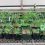 UW Researchers Publish New Findings on Cover Cropping in Semi-Arid Environments