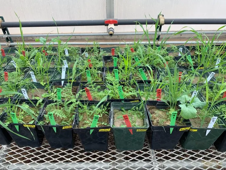 leafy green plants in square plastic pots, some black and some green, each with a white, red, or green plastic tab with a handwritten label. The pots are sitting on a metal table next to an irrigation system in a greenhouse