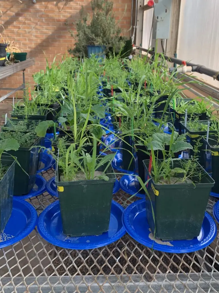 leafy green plants in green plastic planters sit on top of blue plastic plates on top of a metal table