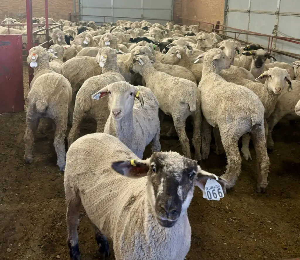 large group of shorn lambs in a barn, most facing away from the camera. One lamb, with a black face and ear tag labeled UW LAMB-A-YEAR 066 looks directly at the camera.