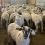 Wyoming Wool Initiative Launches Fourth Annual Lamb-a-Year Program