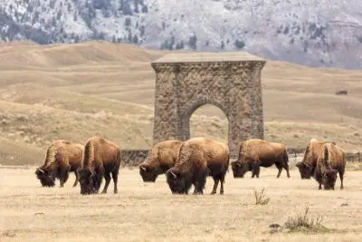 Seven bison grazing.