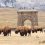 UW, Other Researchers Find Benefits from Bison Grazing, Movement in Yellowstone