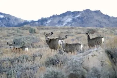 four mule deer stand in a sagebrush environment scattered with rocks. Blurred mountains are visible in the background.