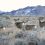 Invasive Grasses Threaten Mule Deer—But Strategic Action Can Turn the Tide, UW Research Suggests