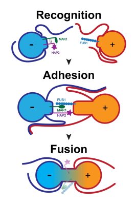 Three stages of gamete fusion. 
In the first stage, there is a gamete with a minus sign and a gamete with a plus sign. These gametes are not touching each other but each have two long arms reaching out towards each other. MAR1 and HAP2 proteins are attached to the minus gamete, and FUS1 proteins are attached to the plus gamete. 
In the second stage, the arms of the two gametes are pressed together. There are two pairs of arms, each with one minus gamete arm and one plus gamete arm. The proteins FUS1, MAR1, and HAP2 are now aligned with each other, with MAR1 and FUS1 touching.
In the third stage, labeled “fused,” the gametes are fused in the center where the proteins were, and the proteins are now inside this fused section. 
