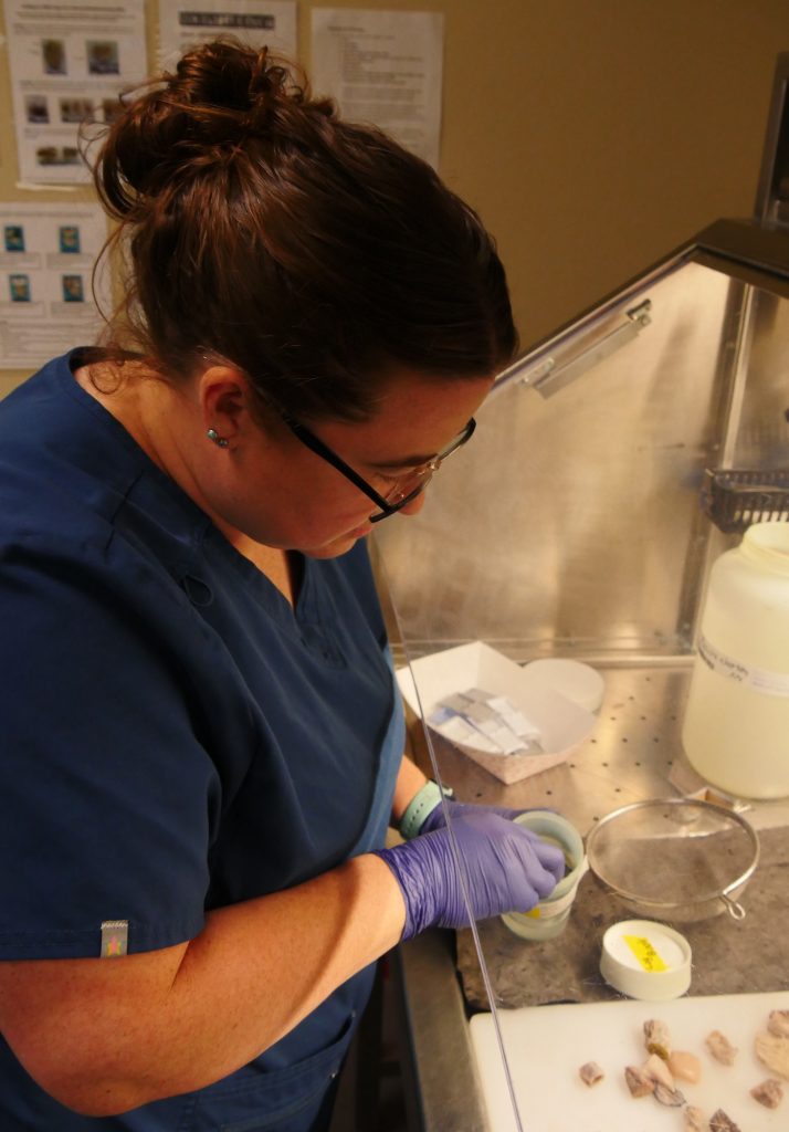 Scientist wearing scrubs, glasses, and gloves reaches into a biosafety cabinet to perform a lab procedure on animal tissue samples