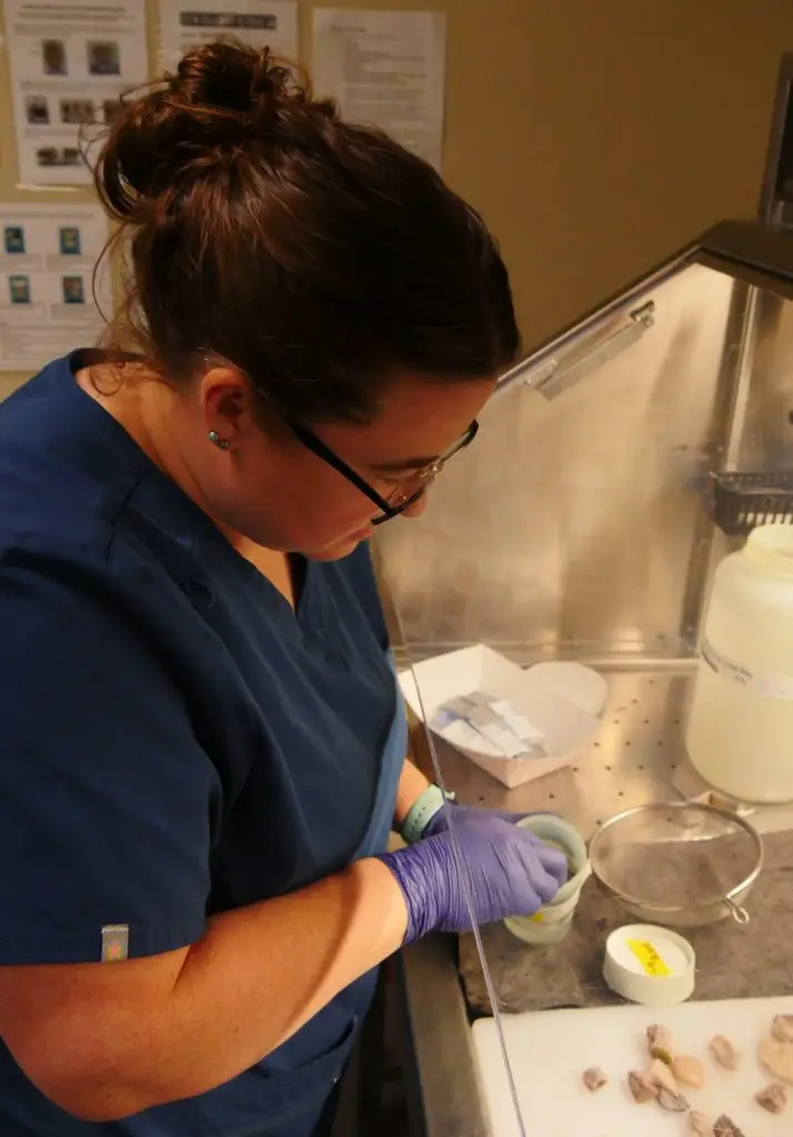Scientist wearing scrubs, glasses, and gloves reaches into a biosafety cabinet to perform a lab procedure on animal tissue samples