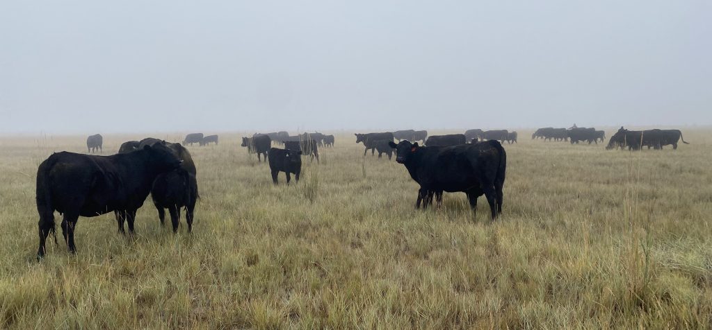 Herd of black cows stand in a field of green and yellow grass on a foggy day