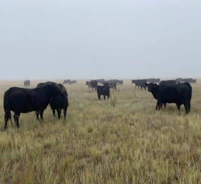 Herd of black cows stand in a field of green and yellow grass on a foggy day