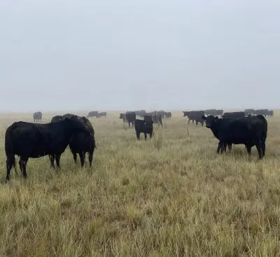 Herd of black cows stand in a field of green and yellow grass on a foggy day