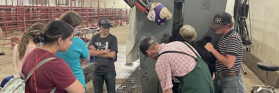 A group of students watches an instructor perform a PAP test on a cow secured in a metal chute inside a livestock facility