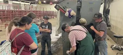 A group of students watches an instructor perform a PAP test on a cow secured in a metal chute inside a livestock facility