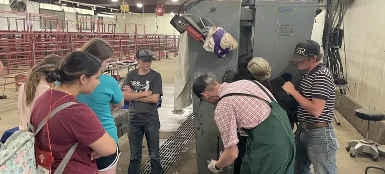 A group of students watches an instructor perform a PAP test on a cow secured in a metal chute inside a livestock facility