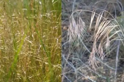 at left, photo of green and brown grass stalks. At right, separate photo of drooping brownish-yellow seed heads