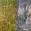 UW-Led Institute Releases New Film on Managing Invasive Annual Grasses