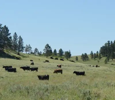 herd of black and brown cows graze on a grassy hillside with a line of pines and a blue sky
