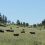 UW to Host Range Beef Cow Symposium in Cheyenne Nov. 10-11