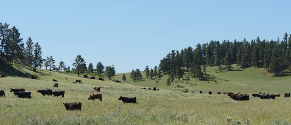 herd of black and brown cows graze on a grassy hillside with a line of pines and a blue sky