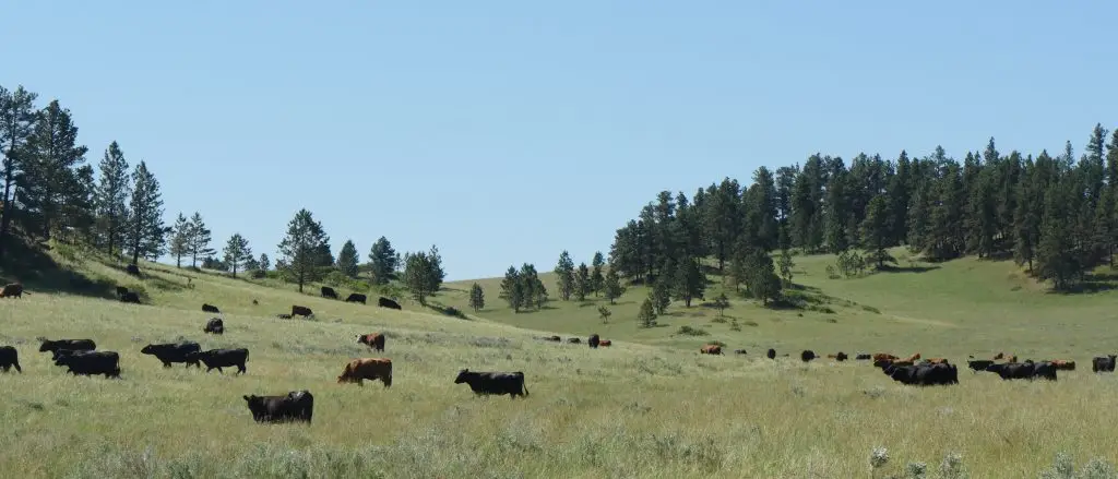 herd of black and brown cows graze on a grassy hillside with a line of pines and a blue sky