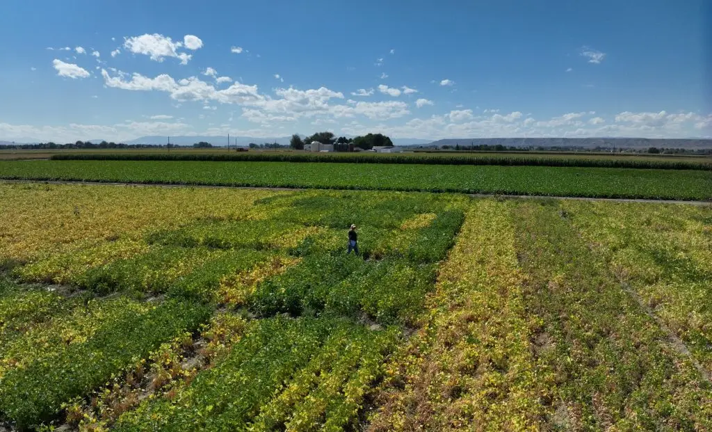Aerial view showing a woman walking through rows of plants, some yellowed and others green and healthy looking, in a large crop field on a sunny day