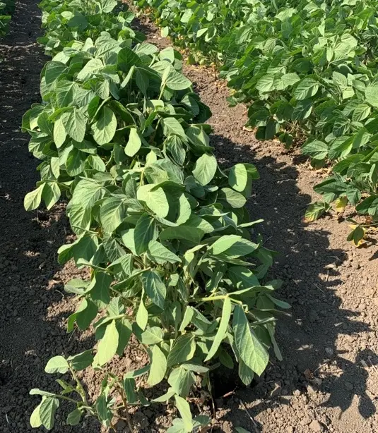 Green soybean plants in rows growing in dry soil and starting to droop