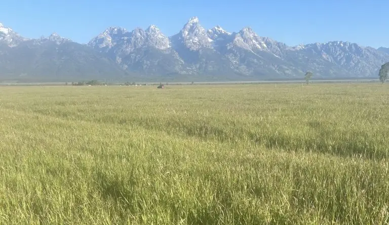 A field of grass underneath the Teton Mountains.