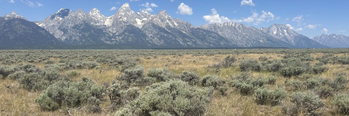 A field with sagebrush under the Teton Mountains.