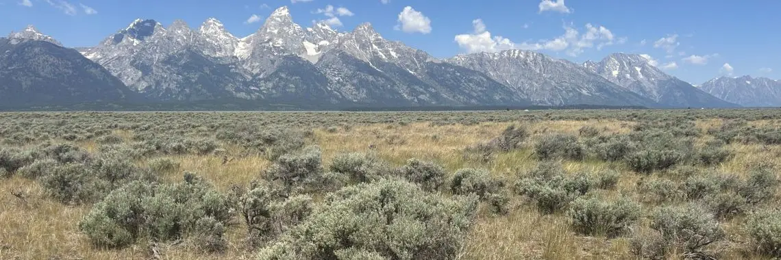A field with sagebrush under the Teton Mountains.