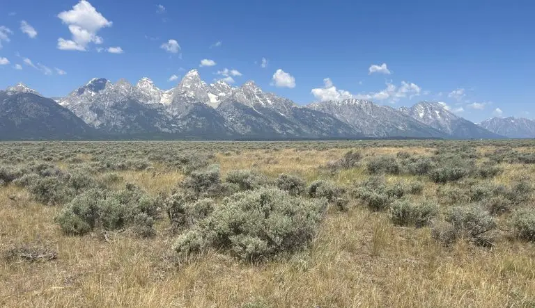 A field with sagebrush under the Teton Mountains.