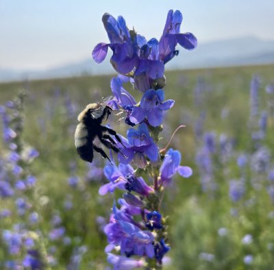 A bee on a purple flower.
