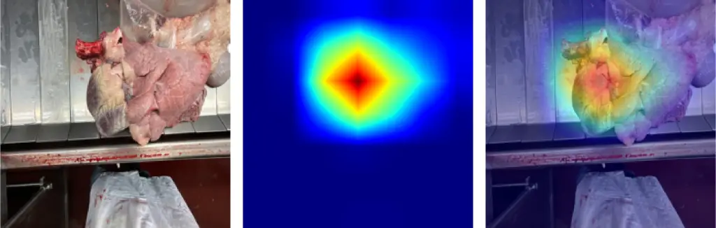 horizontal strip of three images, the first showing a bloody cow heart on a conveyor belt, the second showing a multi-colored heat map of a cow's heart (red in the center, blue on the outer edges), and the third showing the heat map layered over the first photo of the bloody heart