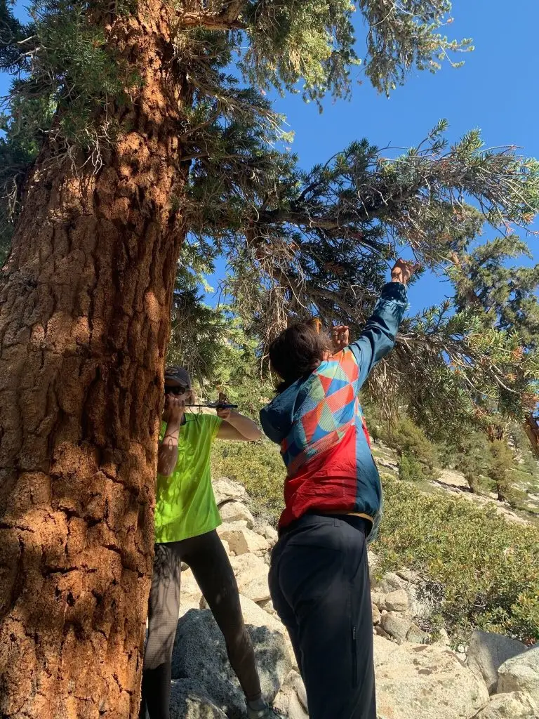 Two scientists take measurements on a whitebark pine growing on a rocky slope. One uses a boring instrument and the other removes pine needles from a branch