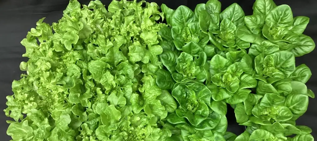 Two types of fresh green lettuce, with slightly lighter, curlier leaves on the left and more rounded leaves on the right