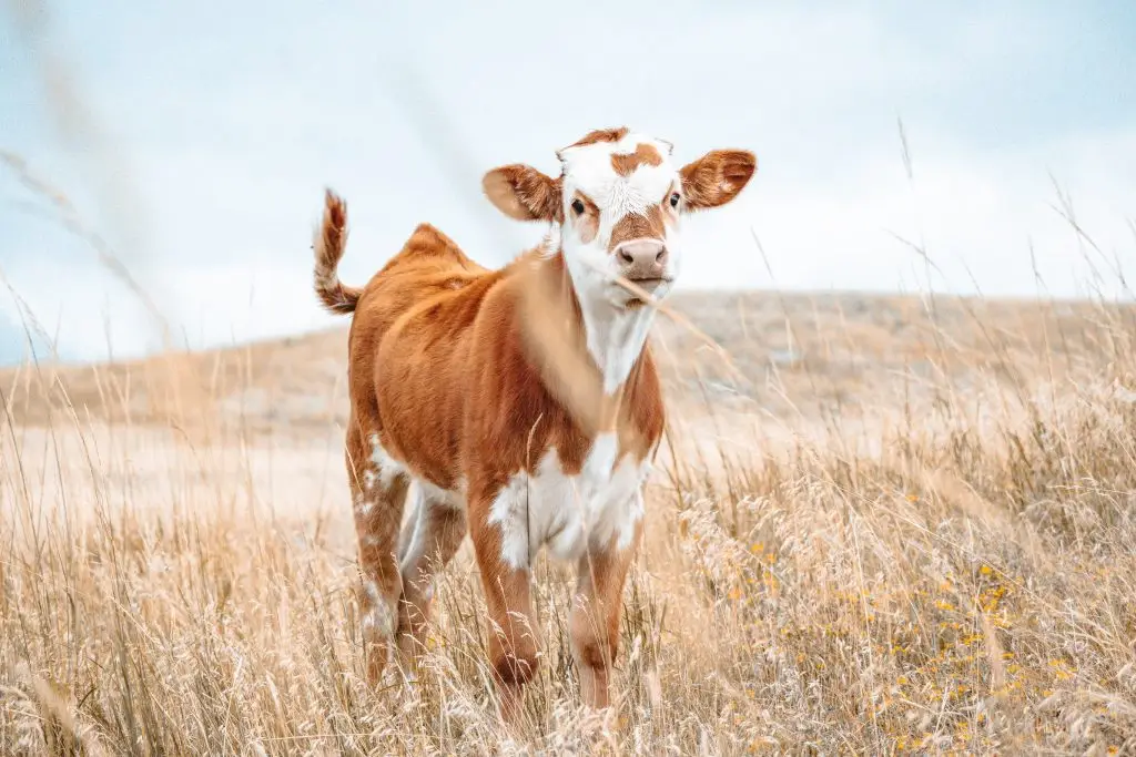 browish-red and white calf stands in a grassy field of brown grass