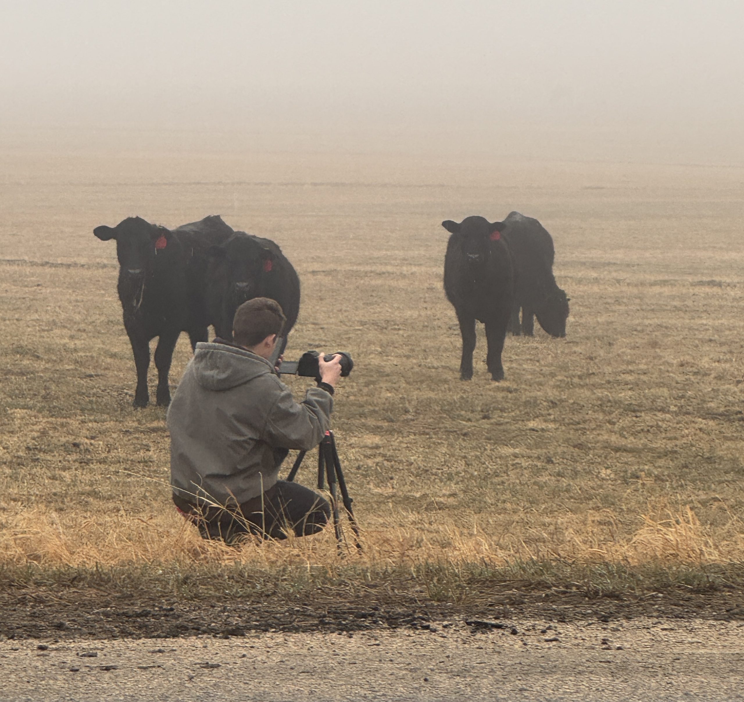 teenage boy squats beside tripod, setting up a camera to photograph the four black cows standing in front of him in a brown grassy field
