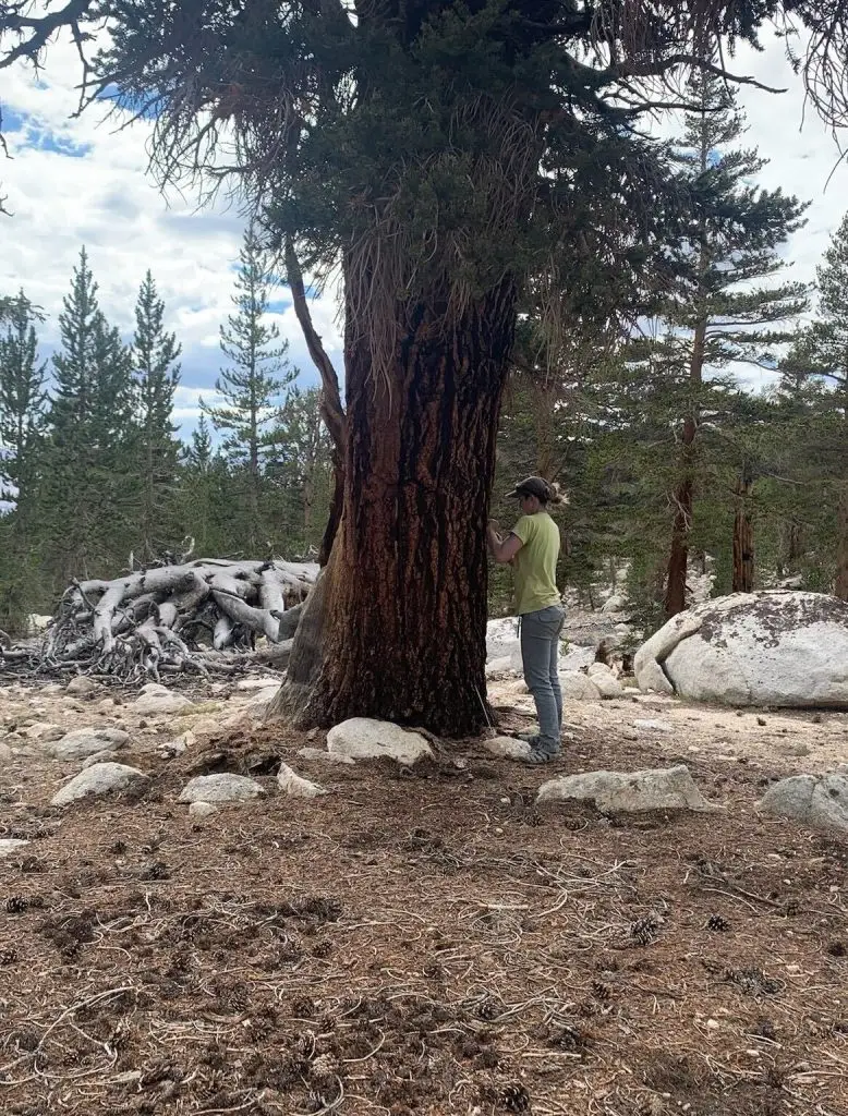 Woman holds a boring instrument against the trunk of a large pine tree in a wooded landscape