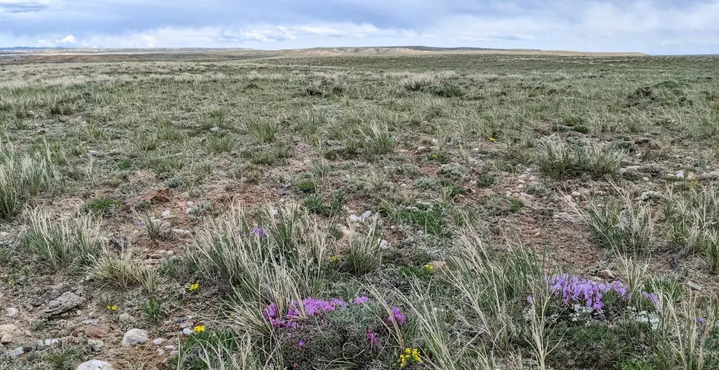 Wide grassy plain dotted with purple and yellow wildflowers in the foreground
