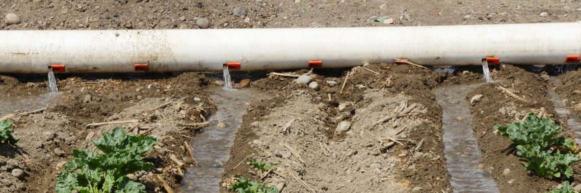 Water trickles from open slots on an irrigation pipe, flowing toward the photographer across dirt with rows of small green plants in between