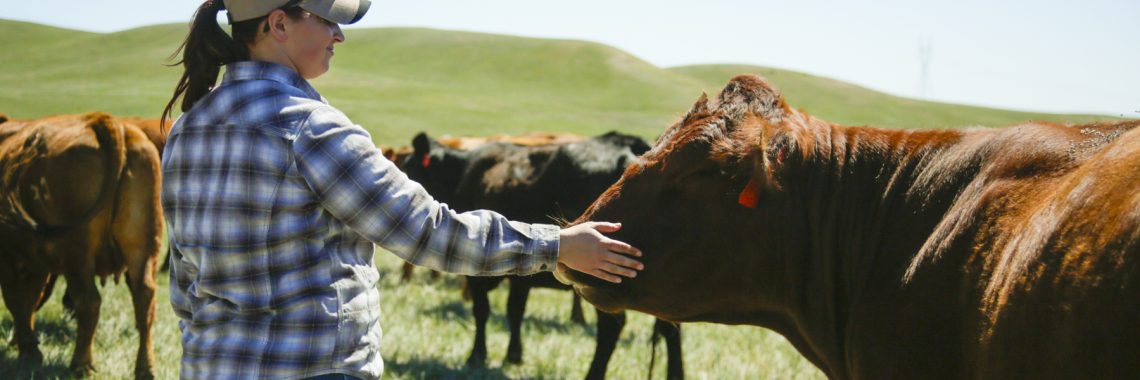 A woman lays her hand on a cow's nose.