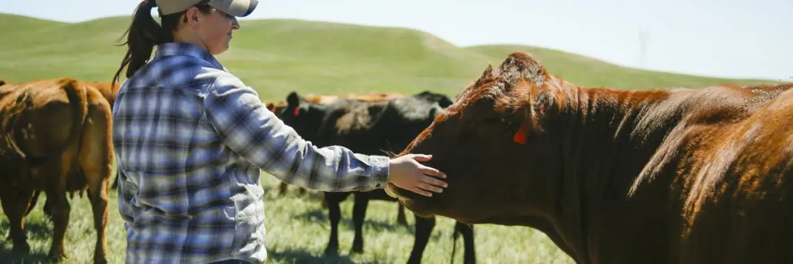 A woman lays her hand on a cow's nose.