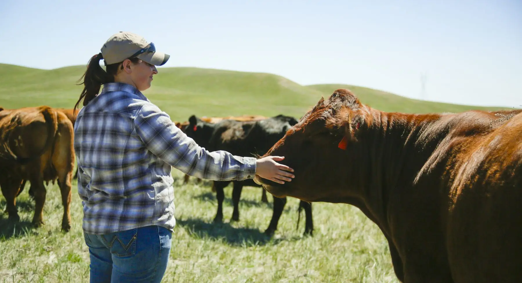 A woman lays her hand on a cow's nose.