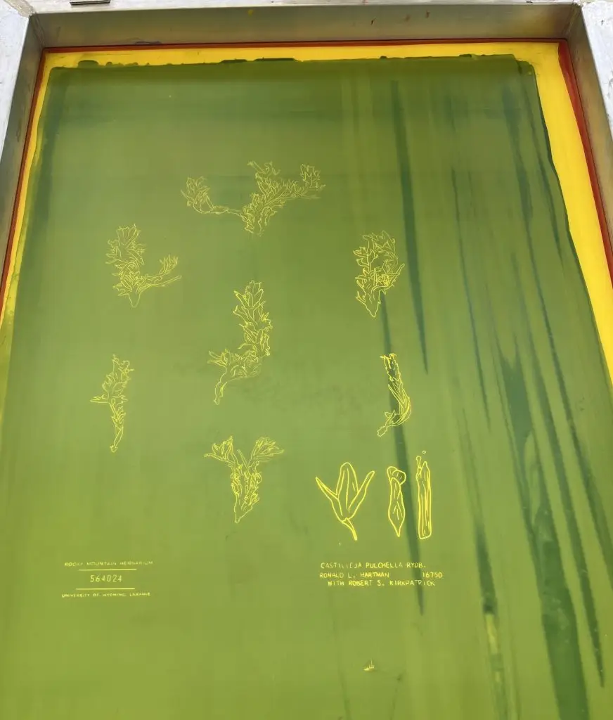 screen-printing screen with green background overlaid with yellow line drawings of flowers. The label at the bottom indicates that this is a replica of Rocky Mountain Herbarium specimen 564024, University of Wyoming, Laramie