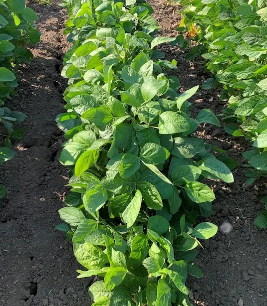 Bright, green healthy-looking soybean plants growing in rows